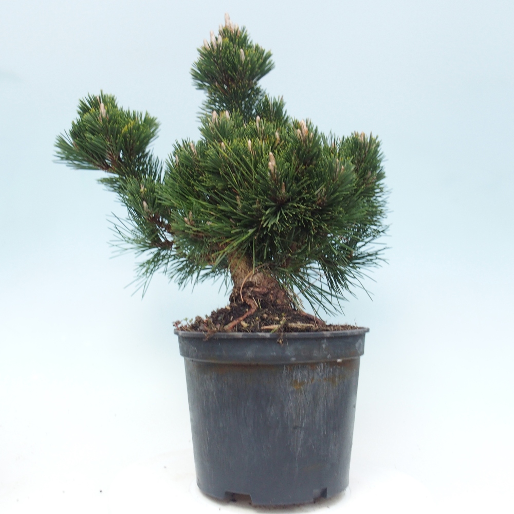 Bonsai für draußen - Pinus thunbergii senjyumaru - Thunberg-Kiefer