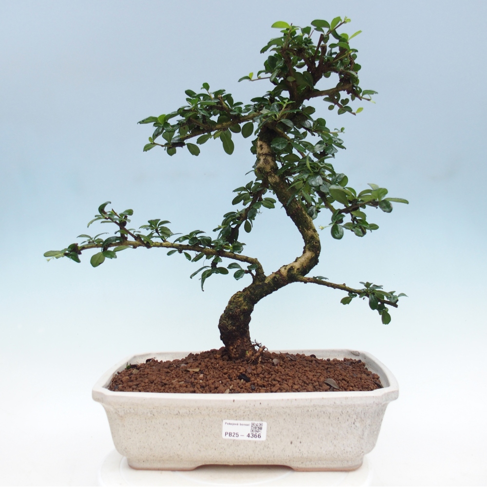 Zimmer-Bonsai - Carmona macrophylla - Tee-Fuki