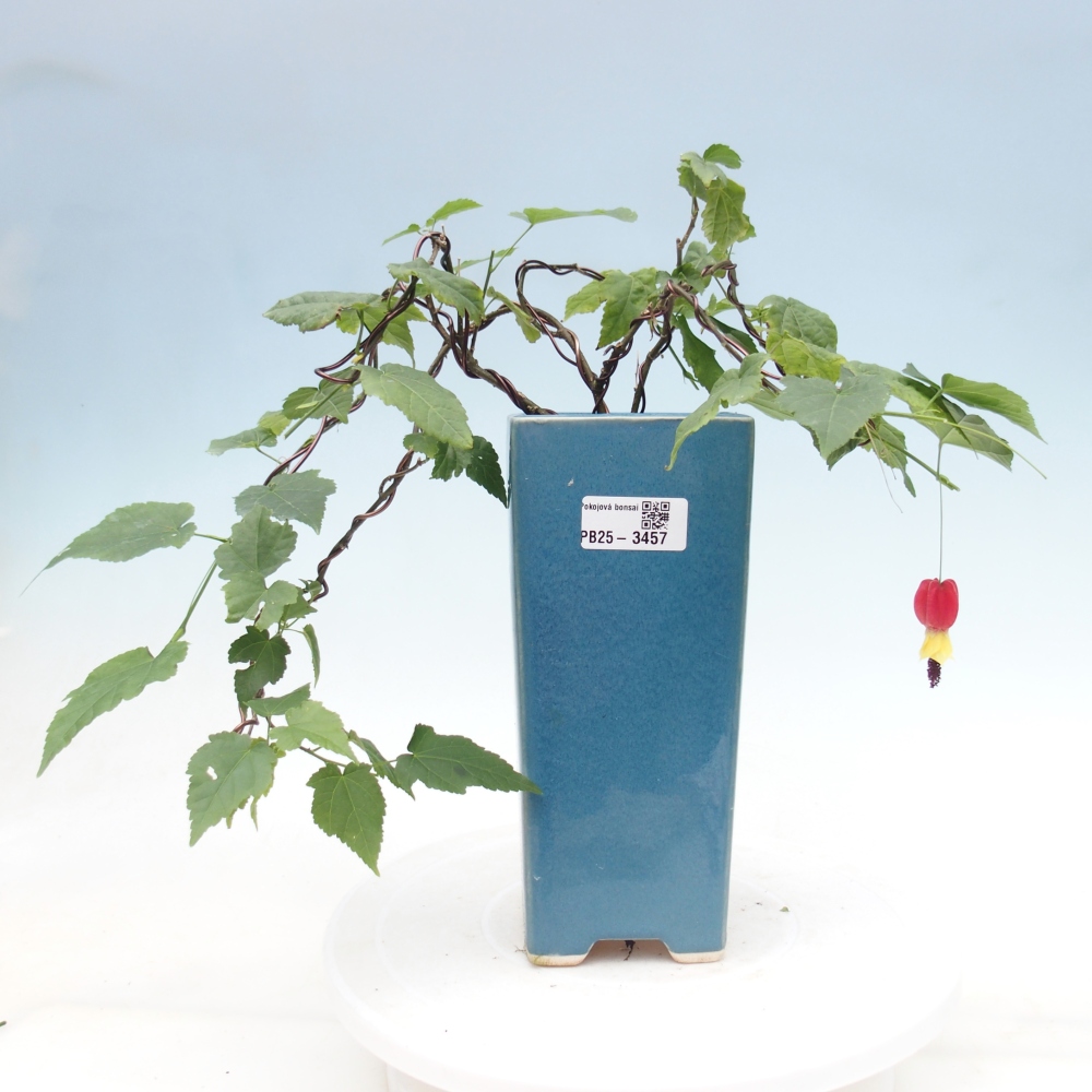Zimmerbonsai - Abutilon Big Bell - Moltebeere