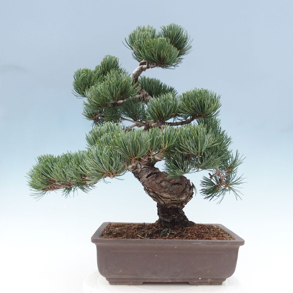 Bonsai für draußen - Pinus parviflora - Pinus parviflora