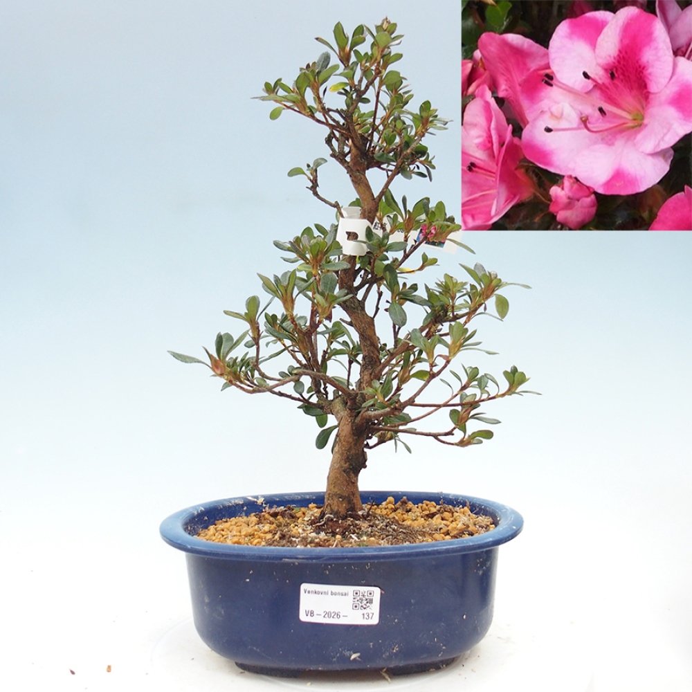 Bonsai für draußen - Japanische Azalee - Azalea Kobai