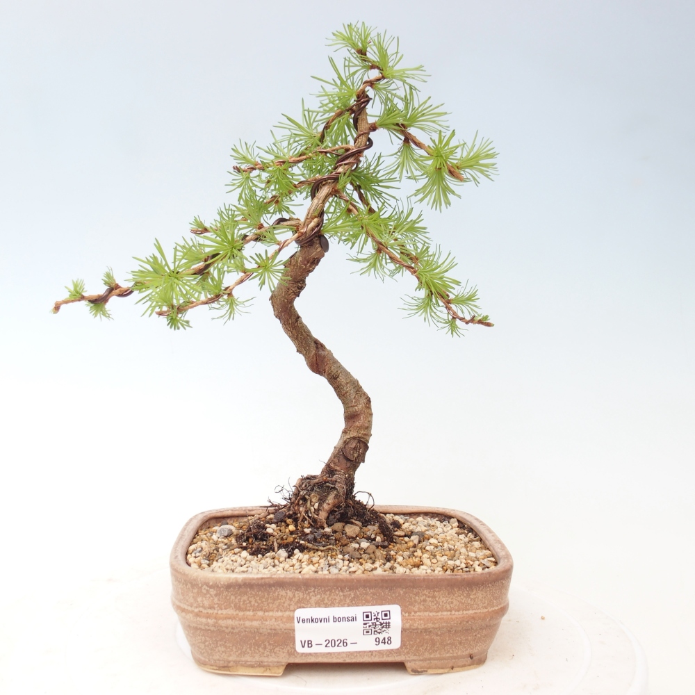 Bonsai für draußen - Larix Kaempferi - Japanische Lärche