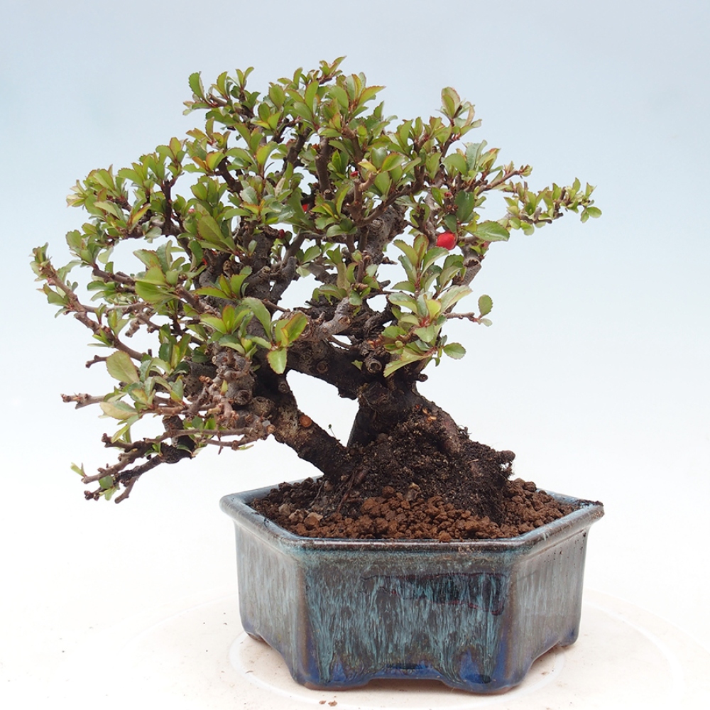 Bonsai für draußen - Chaneomeles speciosa - Quitte