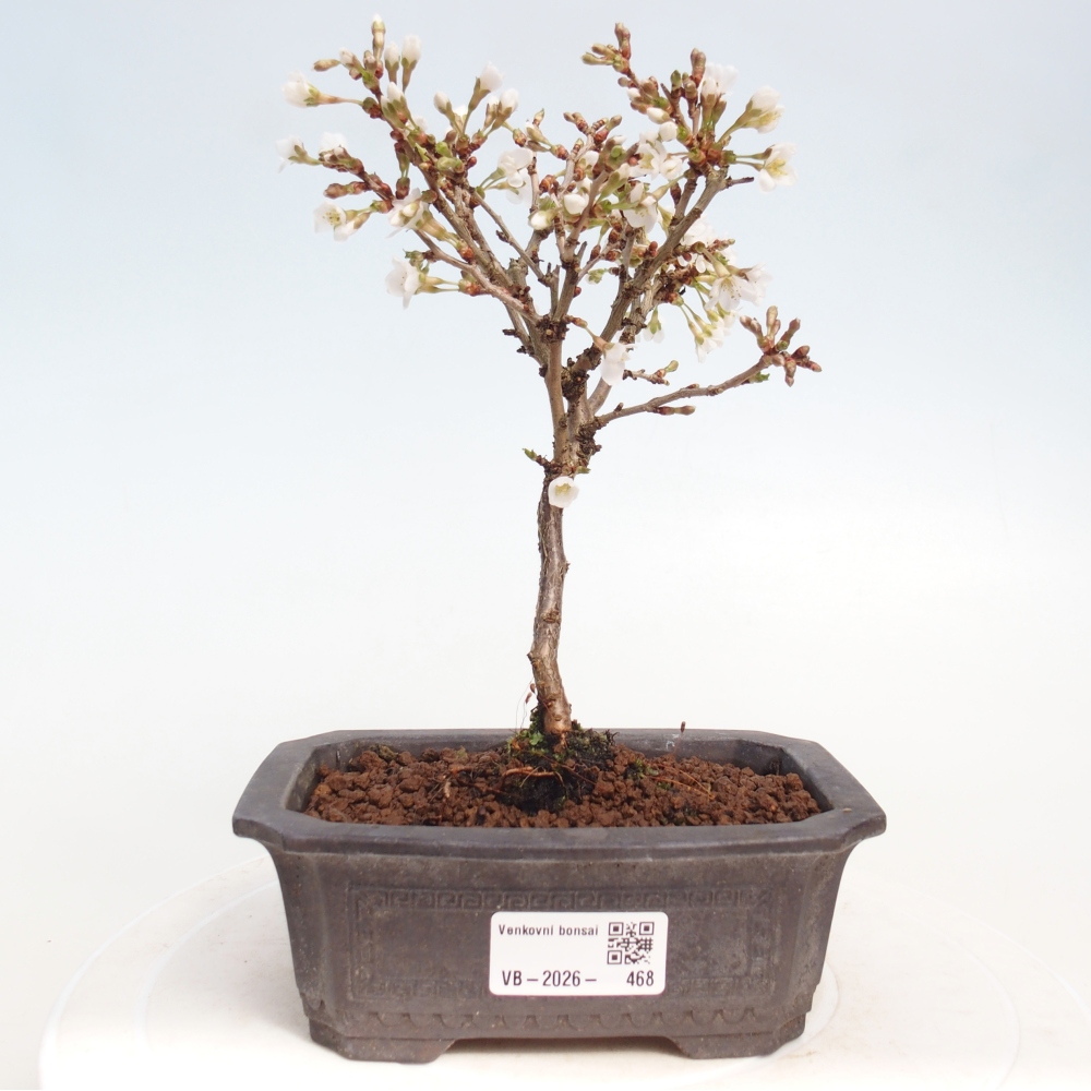 Bonsai für draußen - Prunus incisa Kojou-no mai-Plivon ausgeschnitten