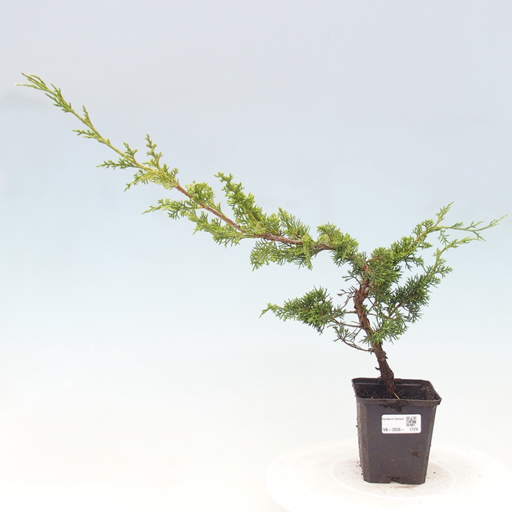 Bonsai für draußen - Juniperus chinensis Itoigawa