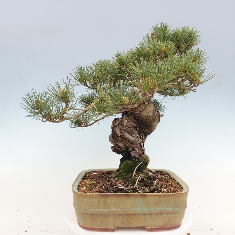 Bonsai für draußen - Pinus parviflora - Pinus parviflora