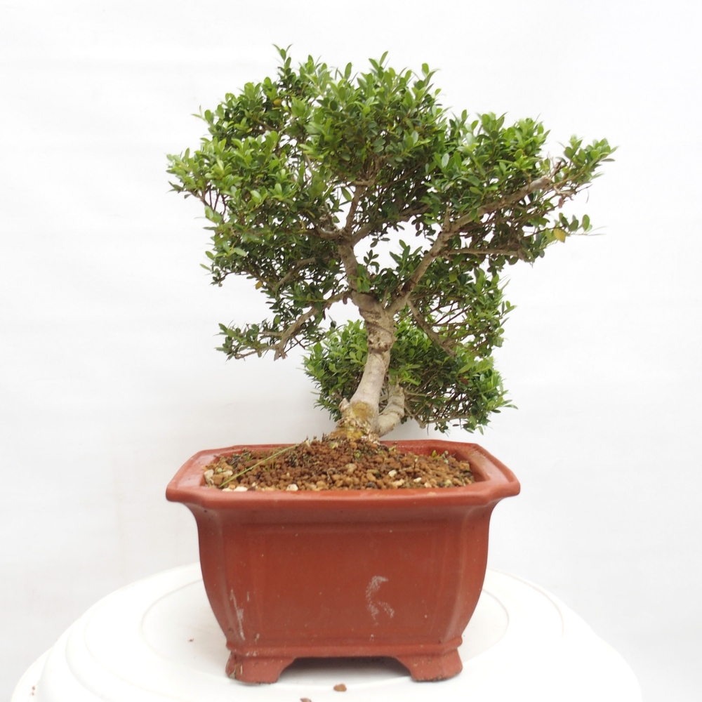 Zimmer Bonsai - Ilex crenata - Stechpalme