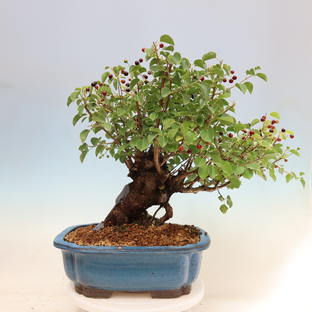 Bonsai für draußen - Mahalebka - Prunus mahaleb