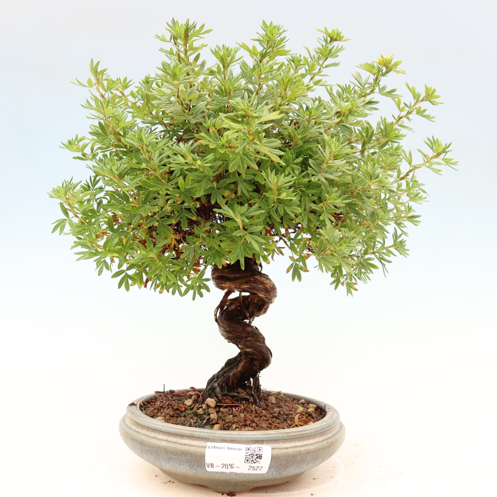 Bonsai für draußen - Potentila fruticosa