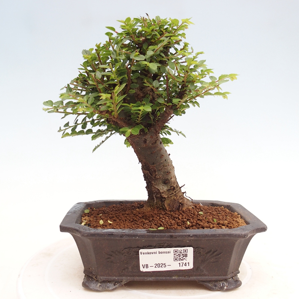 Bonsai für draußen - Ulmus parvifolia Hokkaido - Chinesische Ulme