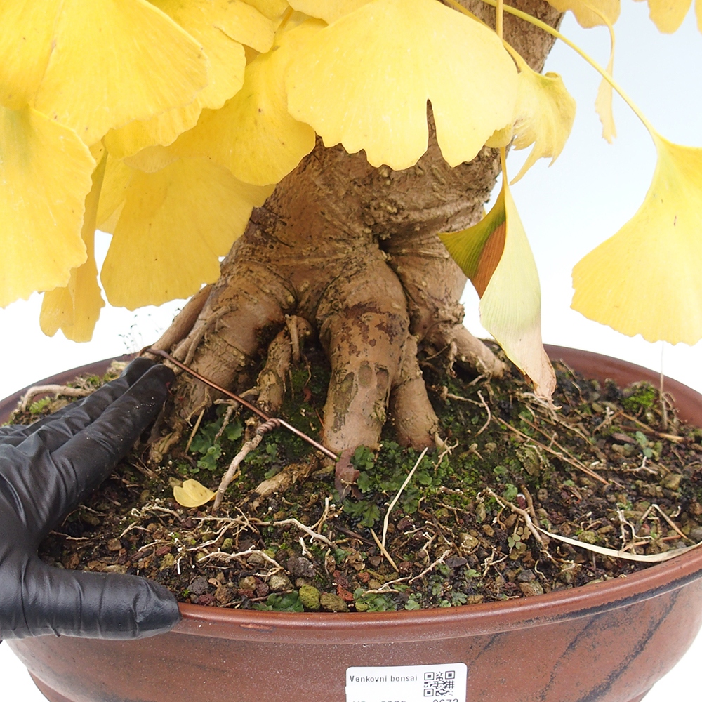Bonsai für draußen - Ginkgo biloba - Ginkgo biloba