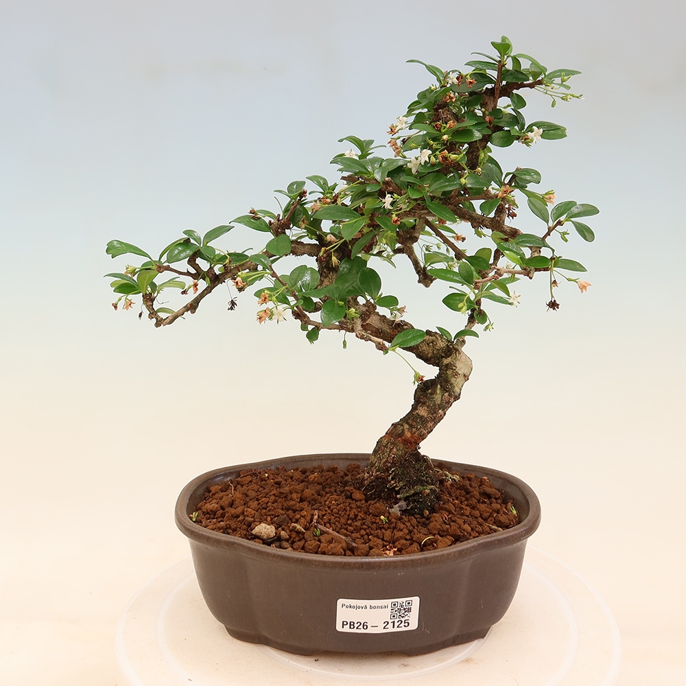 Zimmer-Bonsai - Carmona macrophylla - Tee-Fuki