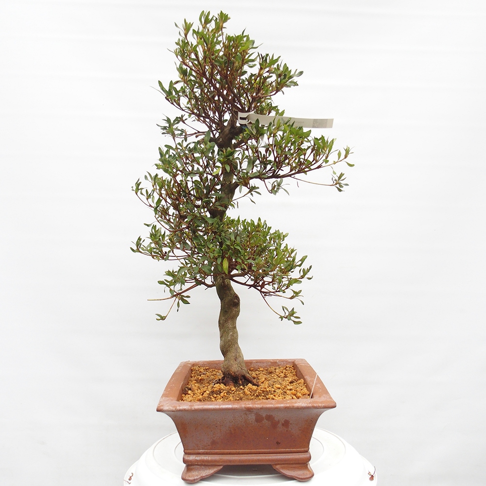 Bonsai für draußen - Japanische Azalee - Azalee CHIHIRO