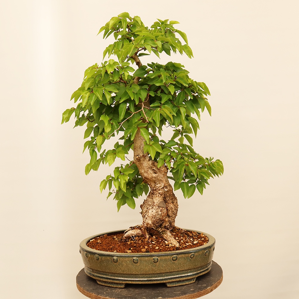 Bonsai für draußen - Karpinus Coreana - Koreanische Hainbuche