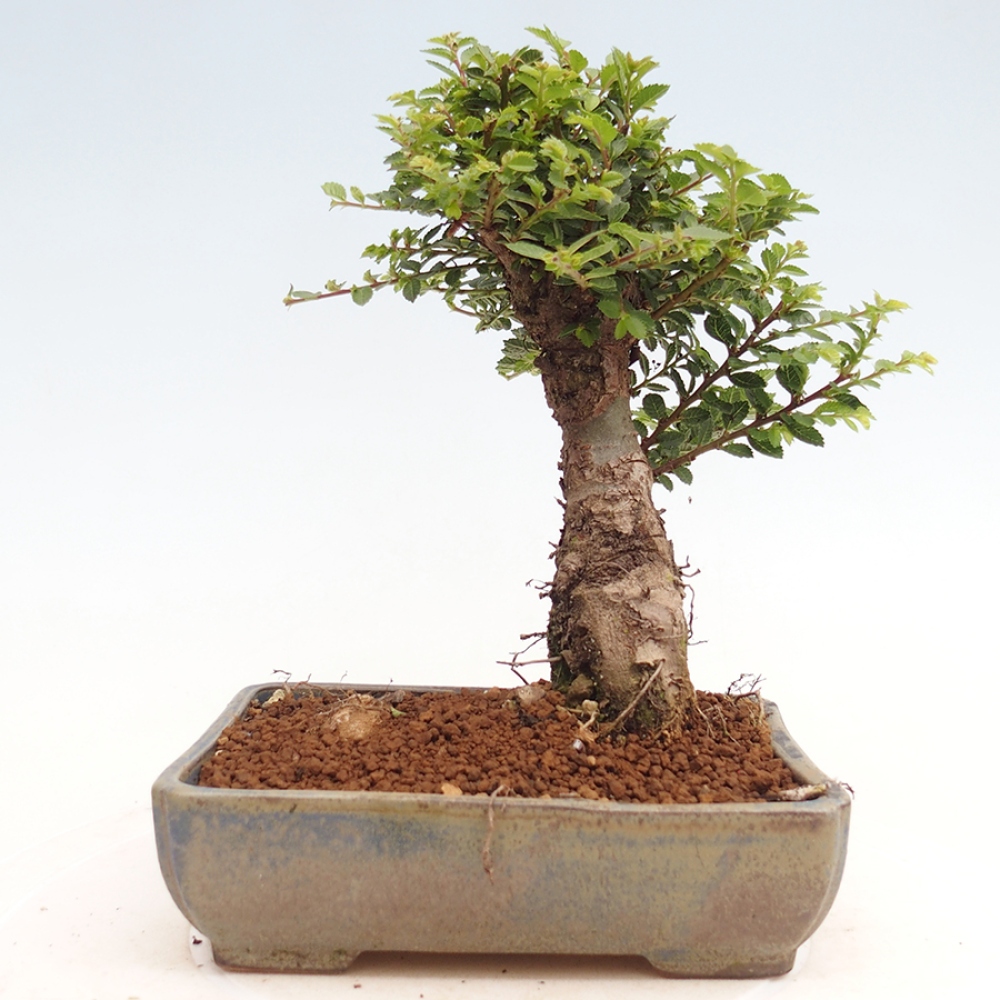 Bonsai für draußen - Ulmus parvifolia Hokkaido - Chinesische Ulme