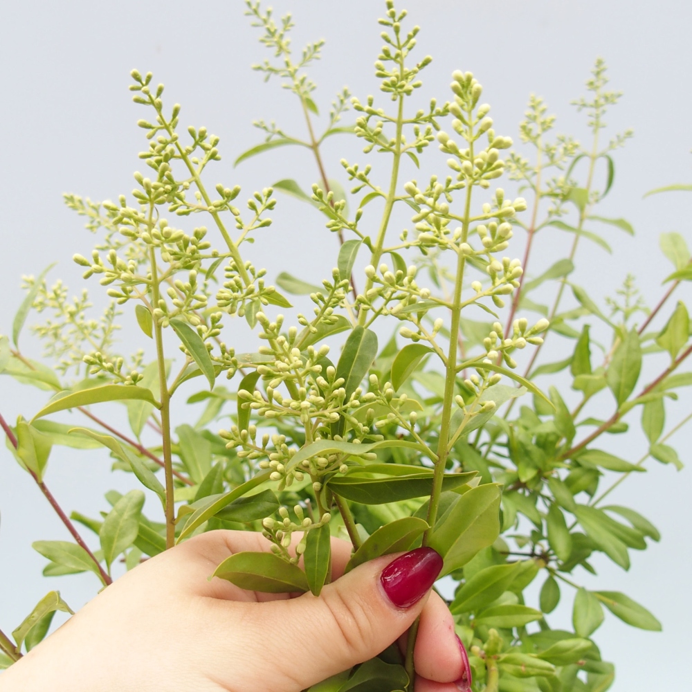 Bonsai für draußen - Ligustrum - Vogelschnabel