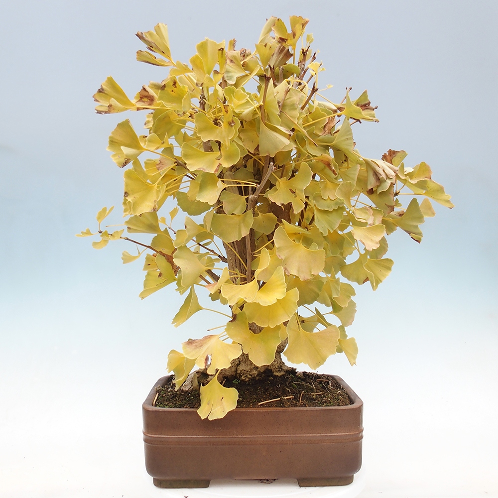 Bonsai für draußen - Ginkgo biloba - Ginkgo biloba