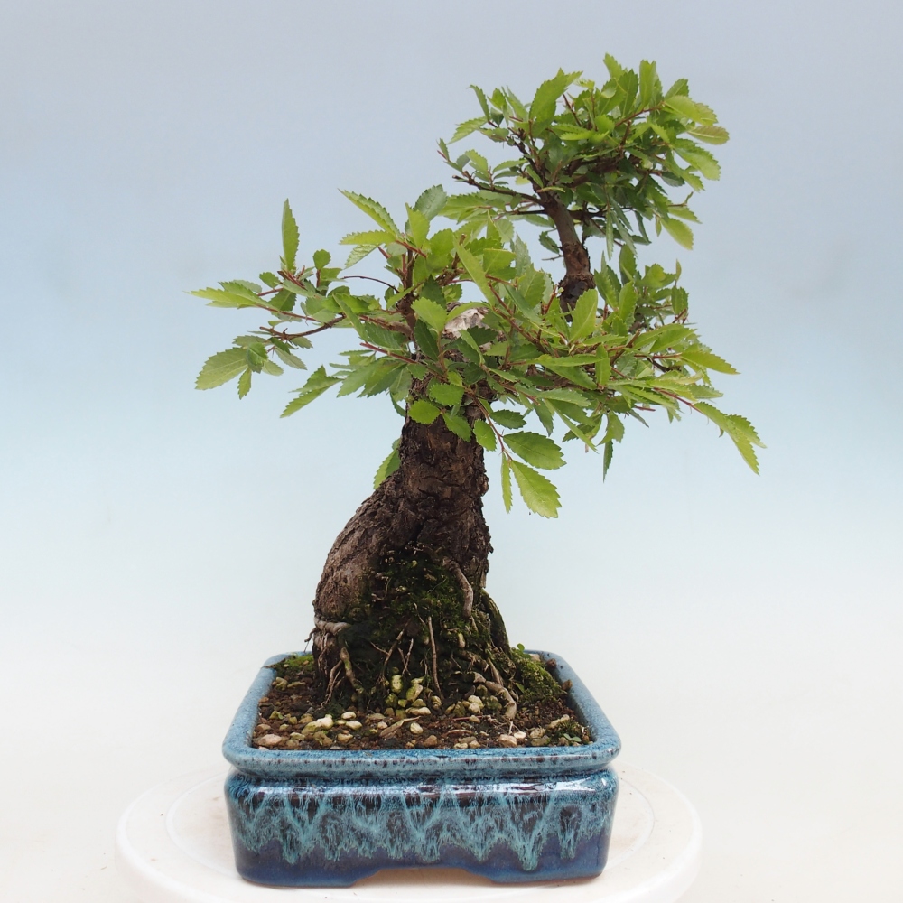 Bonsai für draußen - Zelkova - Zelkova NIRE