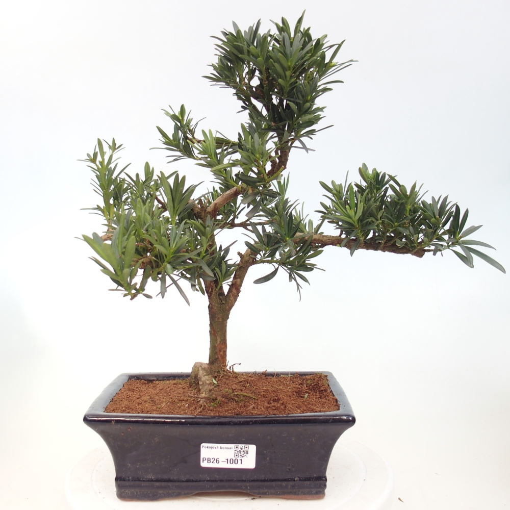Zimmerbonsai - Podocarpus - Stein-Eibe