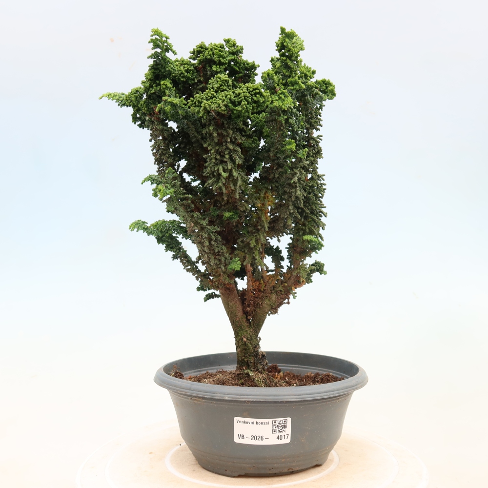 Bonsai für draußen - Cham. obtusa SEKKA HINOKI - Zypresse