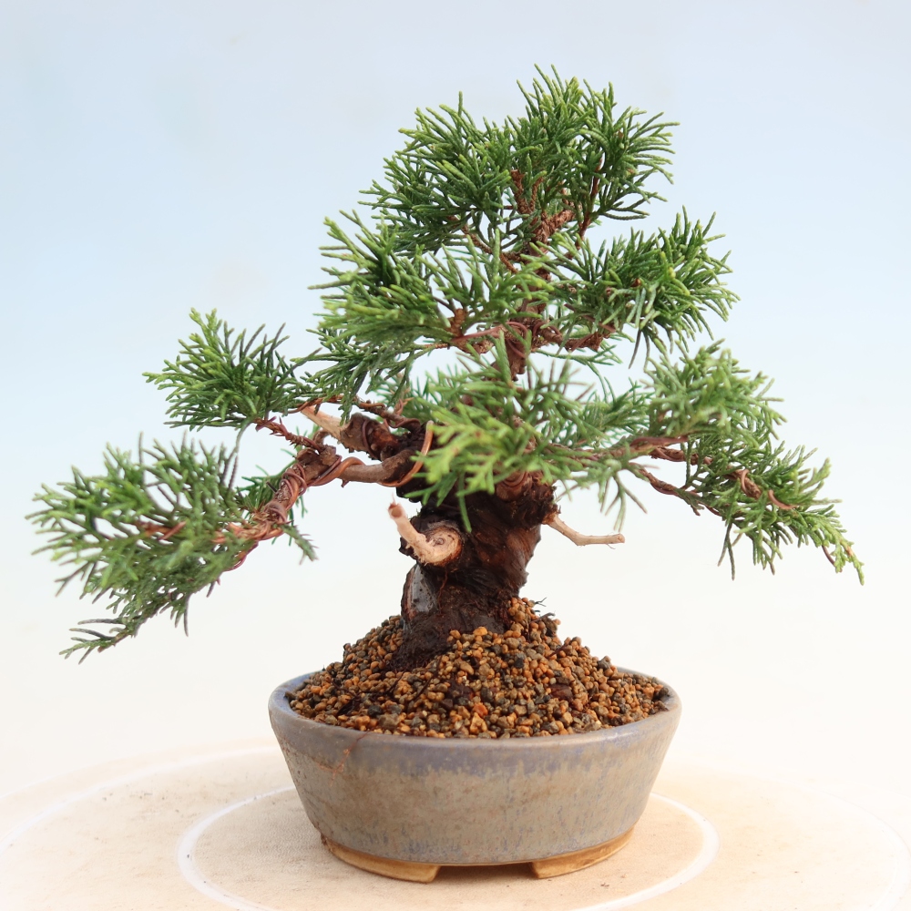 Bonsai für draußen - Juniperus chinensis Itoigawa