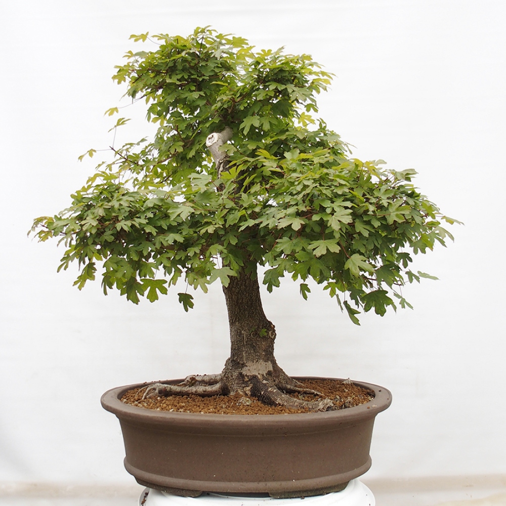 Bonsai für draußen - Französischer Ahorn - Acer Nonspessulanum
