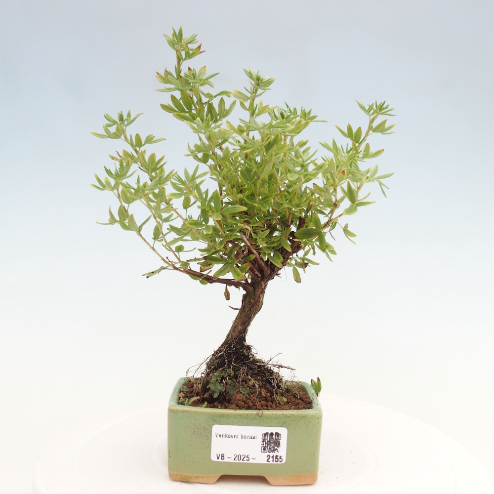 Bonsai für draußen - Potentila fruticosa gelber Vogel