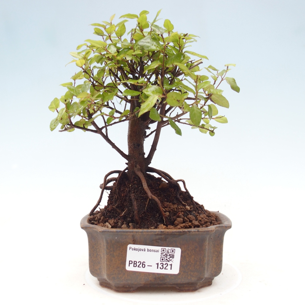 Zimmer Bonsai - Sageretia thea - Sageretia thea