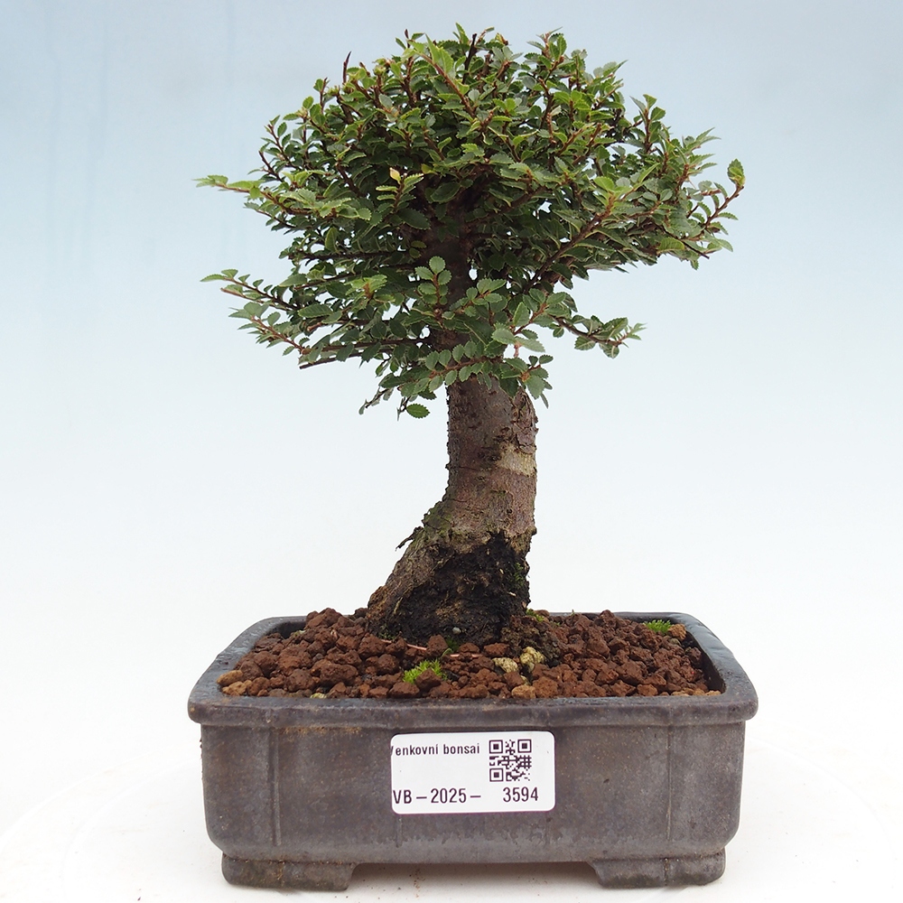 Bonsai für draußen - Ulmus parvifolia Hokkaido - Chinesische Ulme