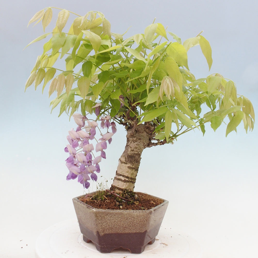 Bonsai für draußen - Wisteria floribunda