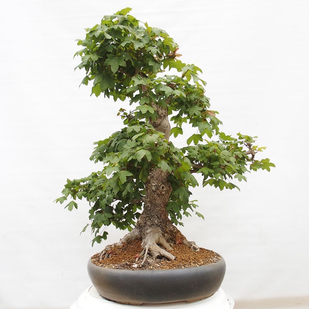 Bonsai für draußen -Javor babyka - Acer campestre