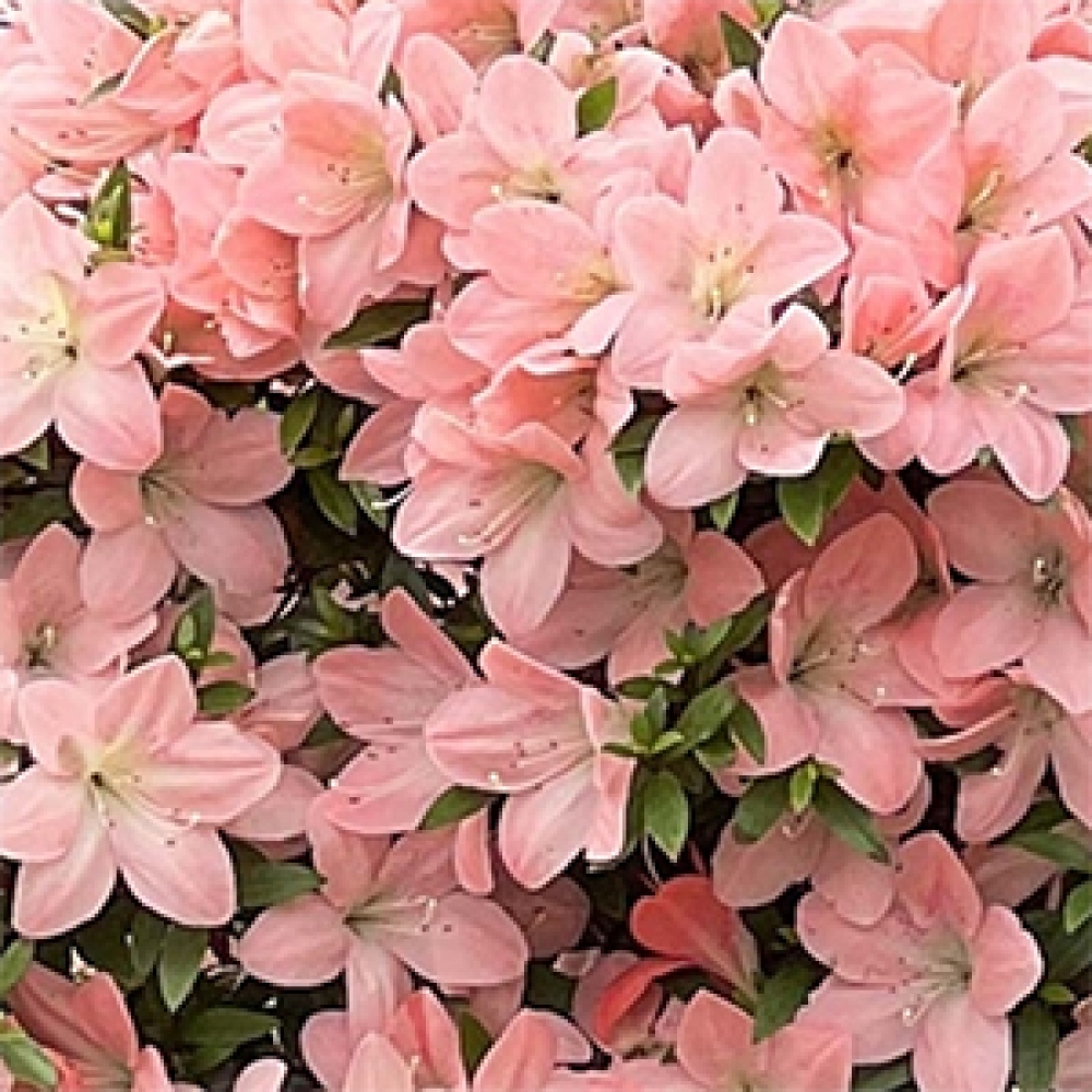 Bonsai für draußen - Japanische Azalee - Azalee Jukokan