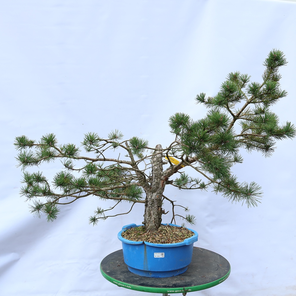 Pinus sylvestris Spanien – Waldkiefer