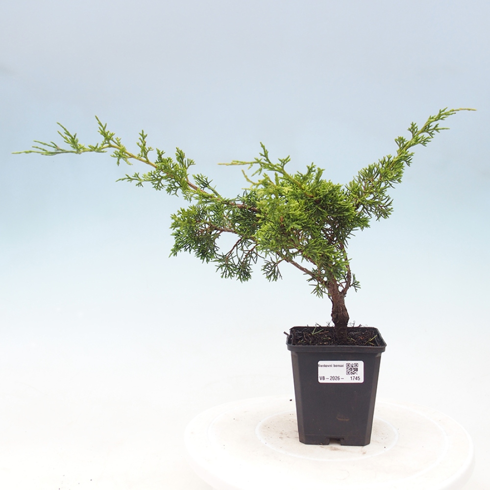 Bonsai für draußen - Juniperus chinensis Itoigawa