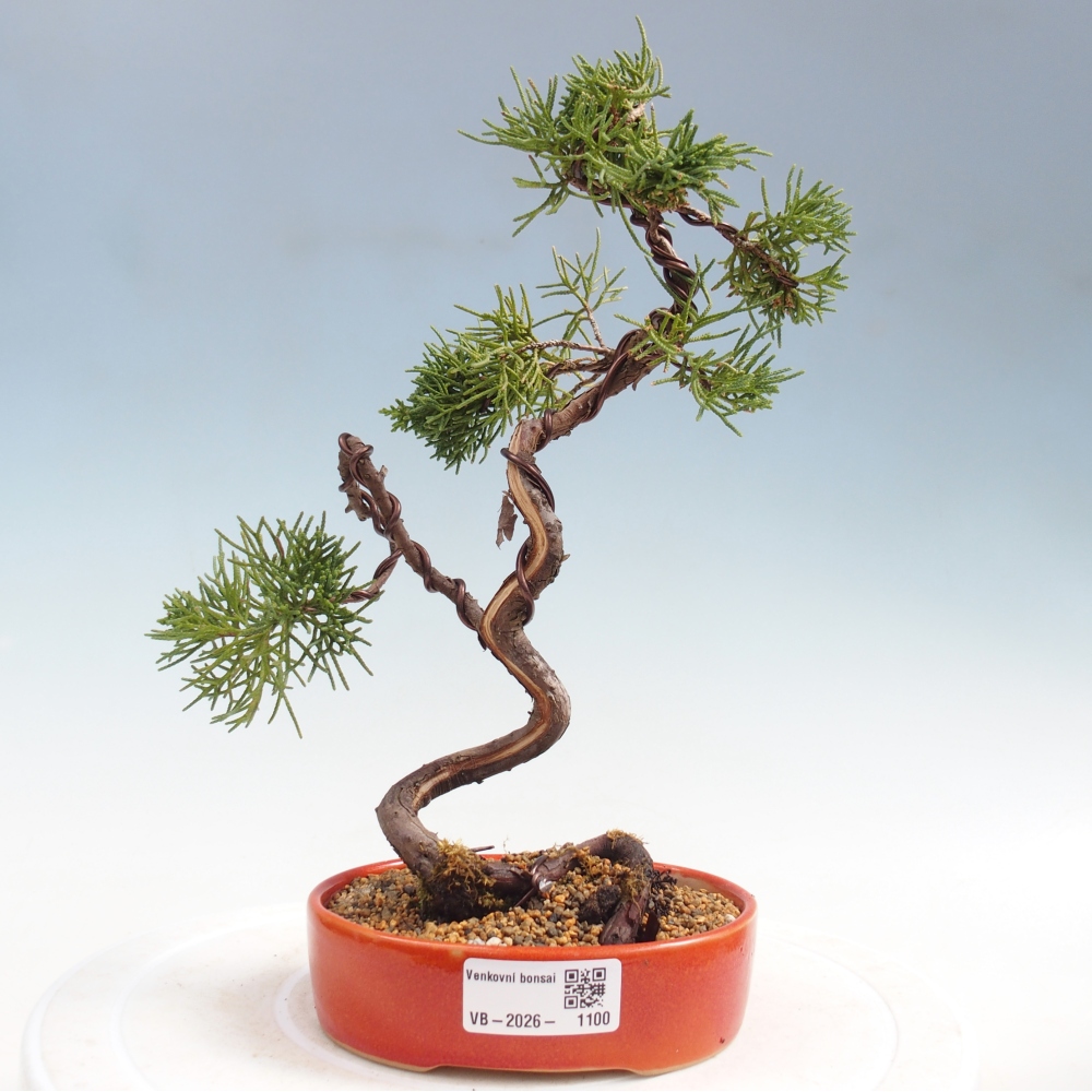Bonsai für draußen - Juniperus chinensis Kishu