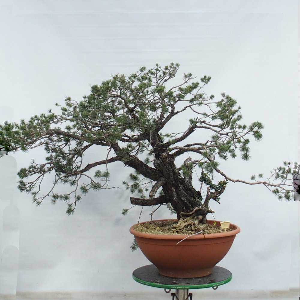Yamadori - Pinus sylvestris Spanien