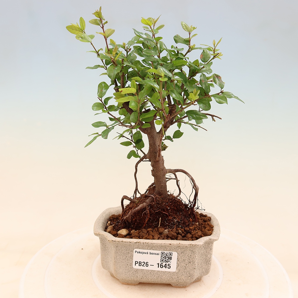 Zimmer Bonsai - Sageretia thea - Sageretia thea