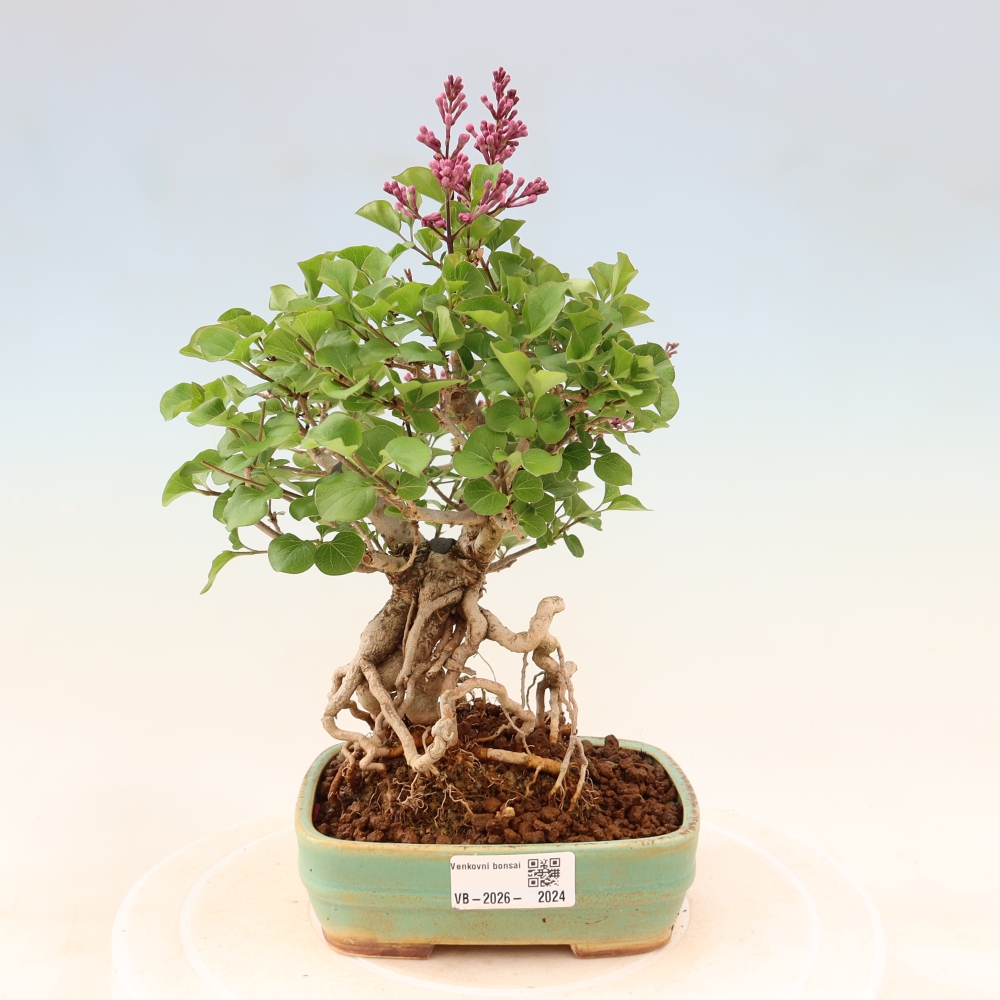 Bonsai für draußen - Syringa microphylla - Kleinblütiger Flieder