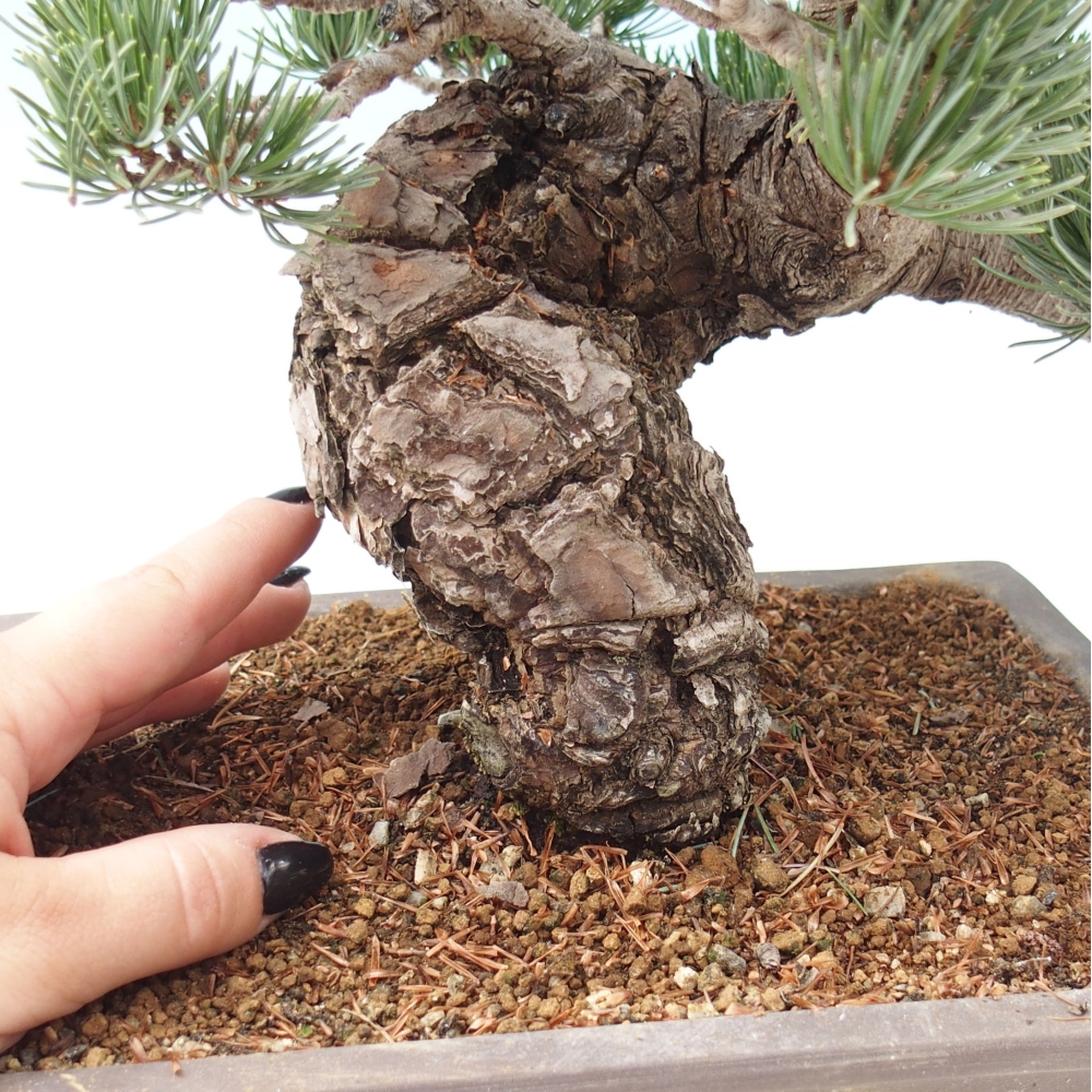 Bonsai für draußen - Pinus parviflora - Pinus parviflora