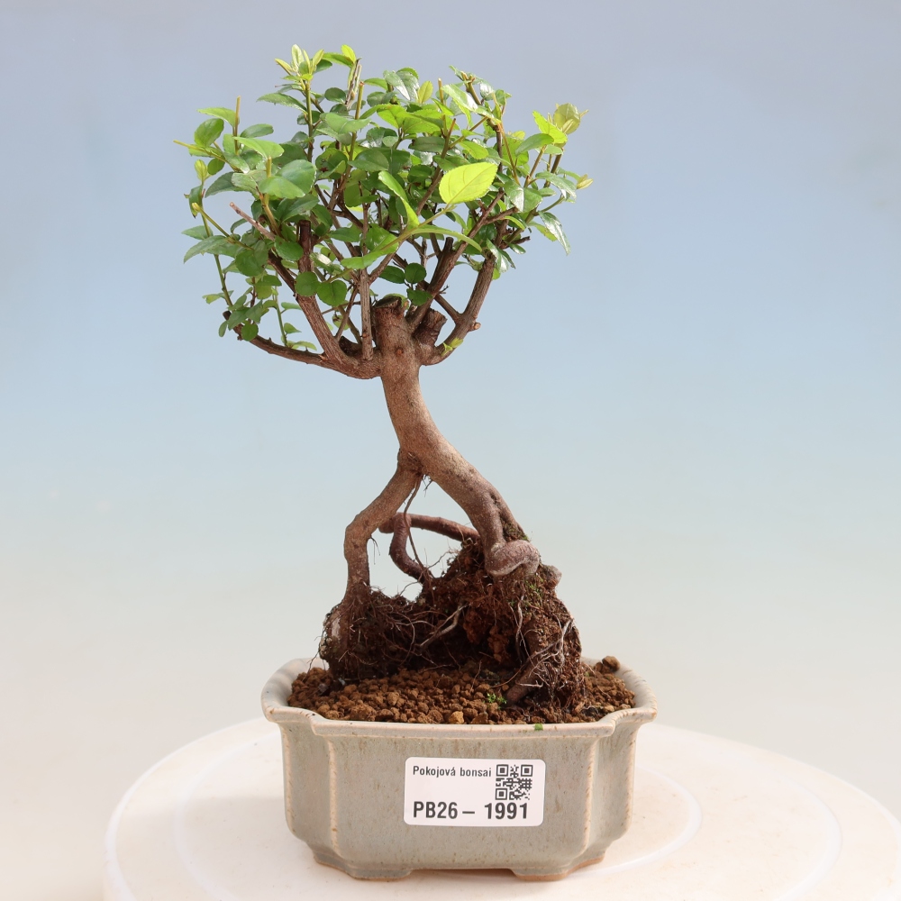 Zimmer Bonsai - Sageretia thea - Sageretia thea