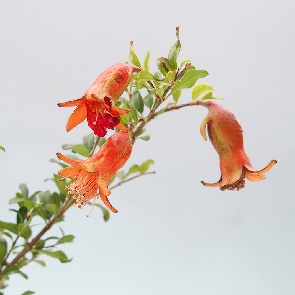Zimmer-Bonsai-PUNICA granatum nana-Apfel-Granatapfel