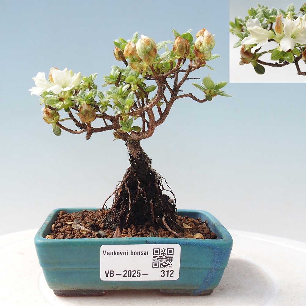 Bonsai für draußen - Rhododendron indicum - Japanische Azalee