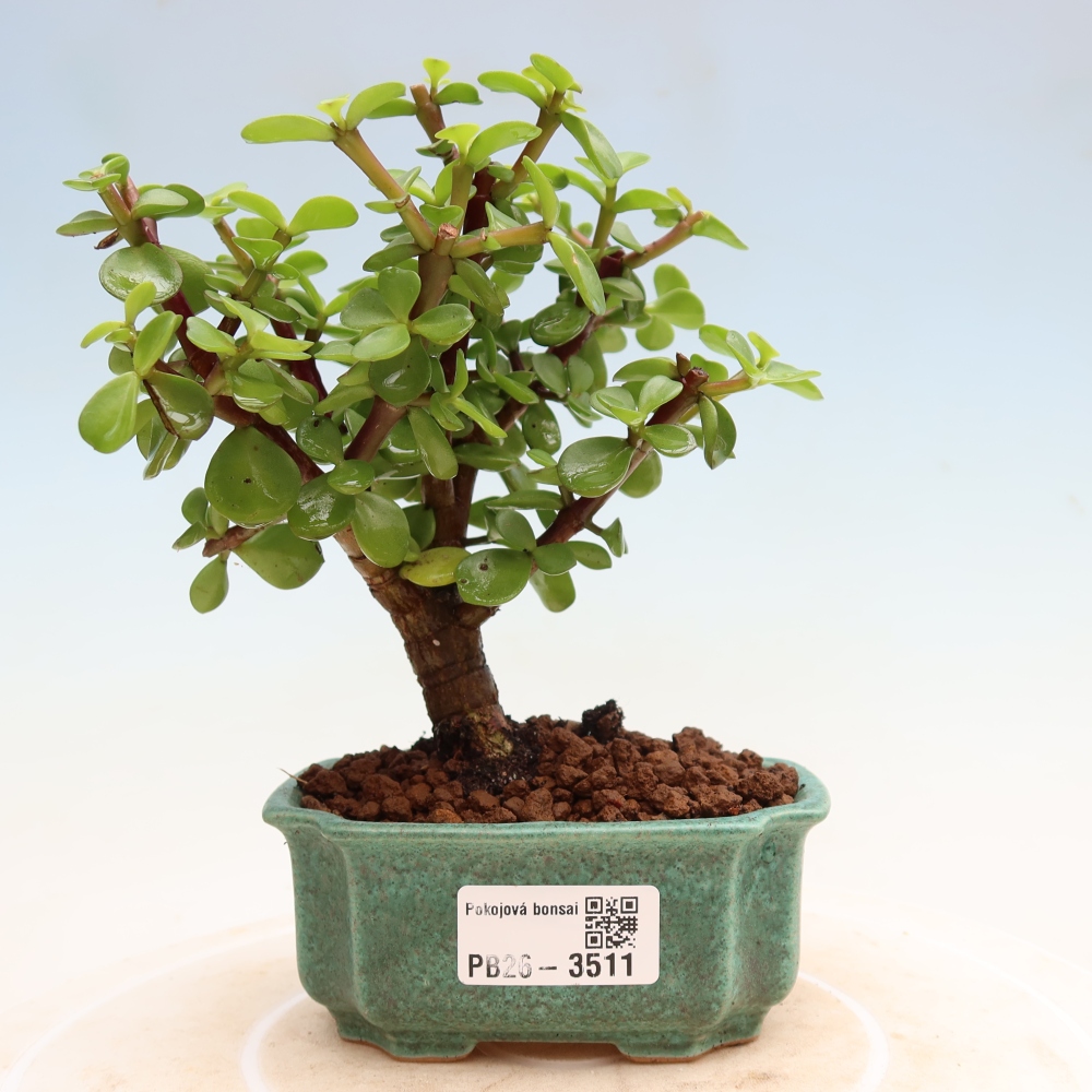 Zimmer Bonsai - Portulakaria Afra - Tlustice