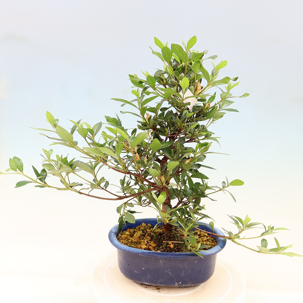 Bonsai für draußen - Japanische Azalee - Azalea Shinsei