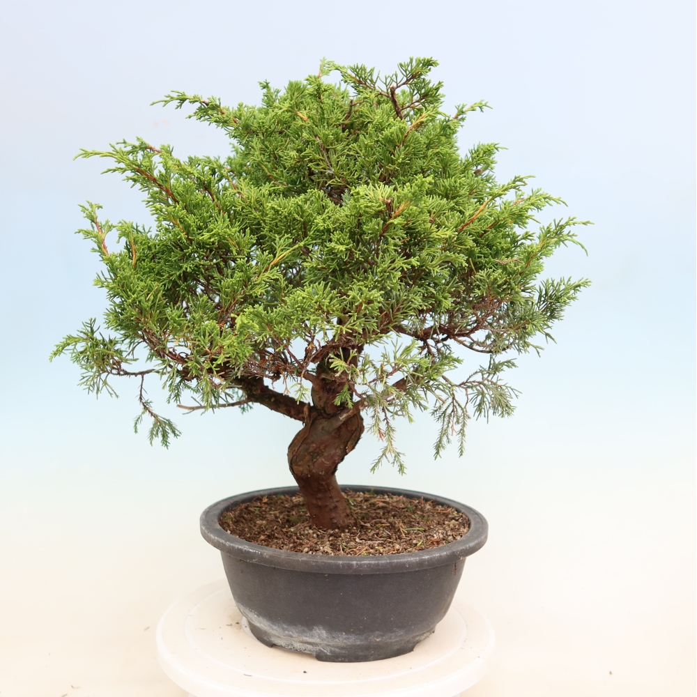 Bonsai für draußen - Juniperus chinensis Itoigawa-Juniperus chinensis