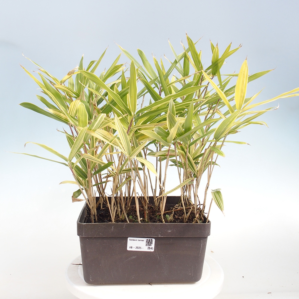 Bonsai für draußen - Sasaella masamuneana Albostriata - Bambus