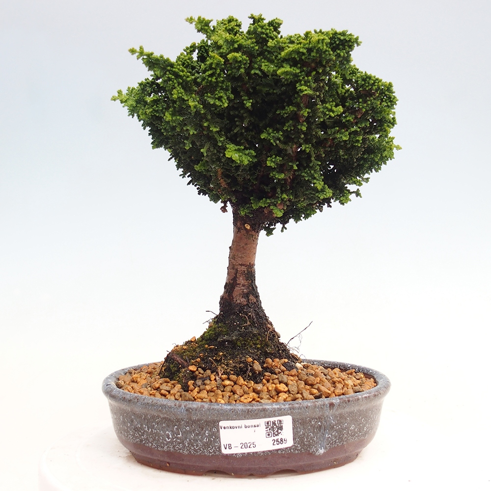 Bonsai für draußen - Cham. obtusa SEKKA HINOKI - Zypresse