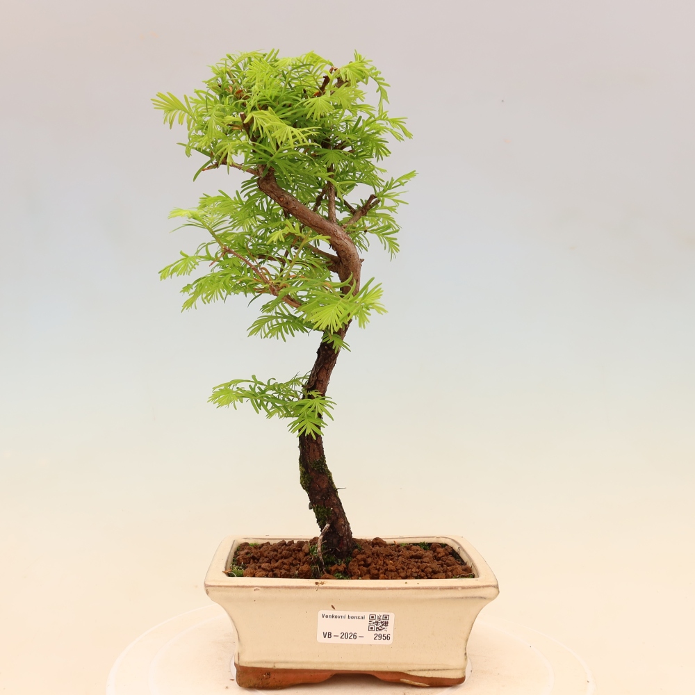 Bonsai für draußen - Metasequoia glyptostroboides - Chinesische Metasequoia