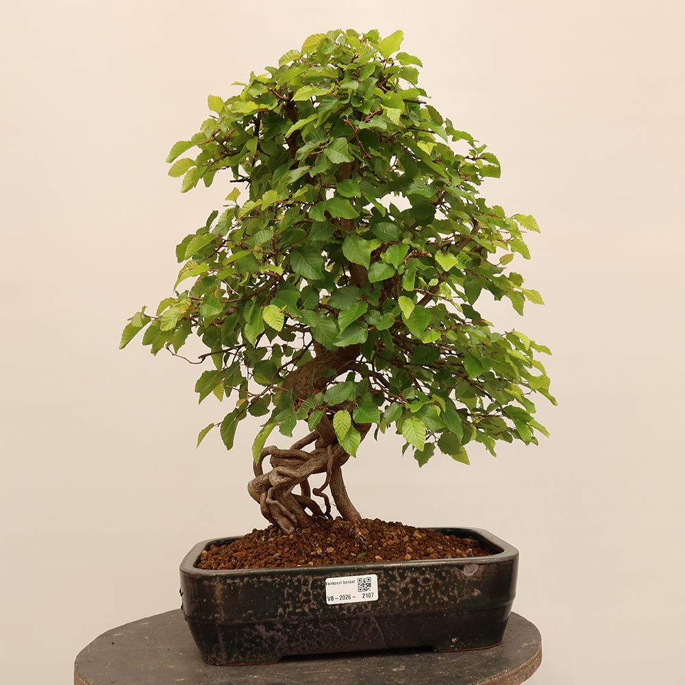 Bonsai für draußen - Karpinus Coreana - Koreanische Hainbuche