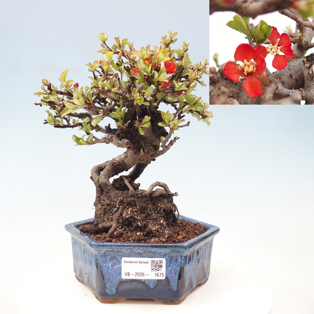 Bonsai für draußen - Chaneomeles speciosa - Quitte